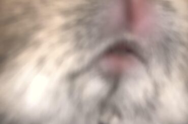 I can’t believe his tiny mouth eats all that food 🥹