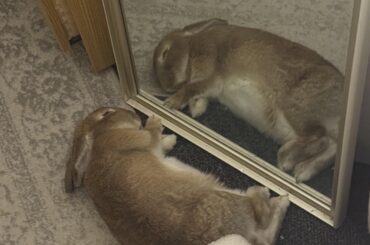 She keeps licking the mirror like it’s another bunny…I’m going to sob 🥹
