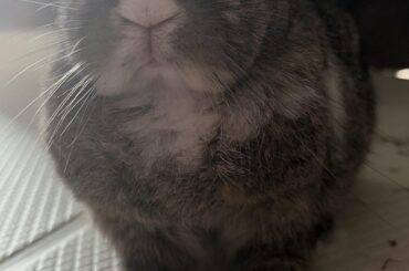 My 6-year-old bun thinks she is the boss of the house