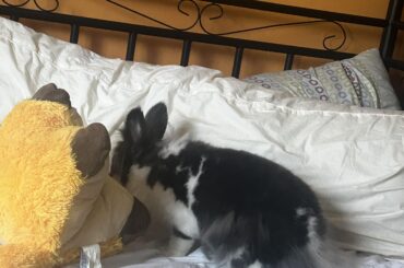 First thing Spot does when I take off the sheets to wash them