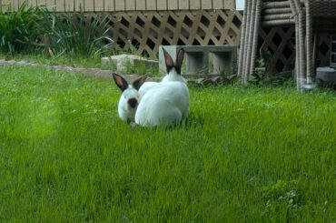 I found these guys outside. I was concerned that someone abandoned them.