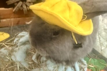 Happy coming Easter! 🐰