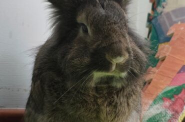 Bunbun Boss