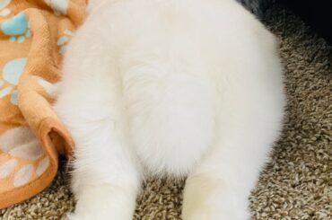 Marshmallow peets. 😅🦶🐰🦶