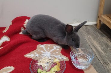 What do I feed the rabbit I found in my driveway?