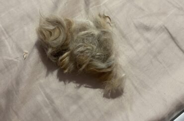 Is this normal ? (Mini-Rex)