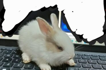 This little guy needs a name — male bunny name suggestions?