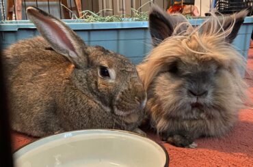 Peanut successfully bonded to the sweetest girl!!