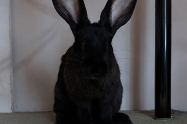 My Chungus