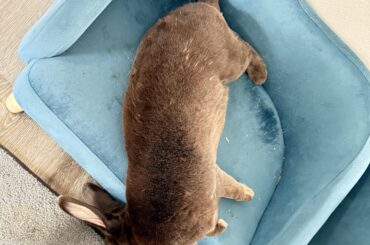 Mocha thinks the beds too small