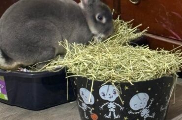 Happy Easter from me and Tulip!