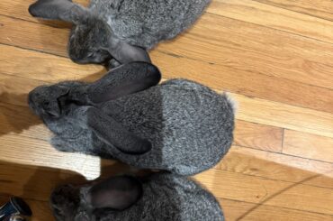 Office Bunnies