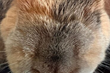 bunbun being braindead today