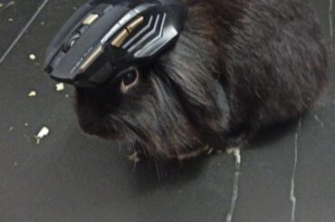 Do you like my new mouse holder
