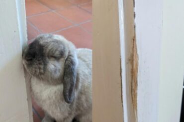 Wall didn’t stand a chance lol...