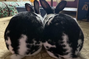 Double the bunny butt: