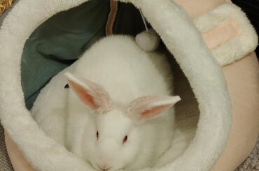 Bunny binkies too much