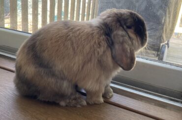 “I wonder what my wild cousins are doing out there”