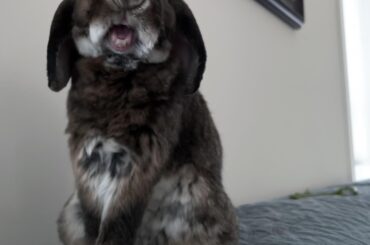 Welcome, to JuRabbic Park