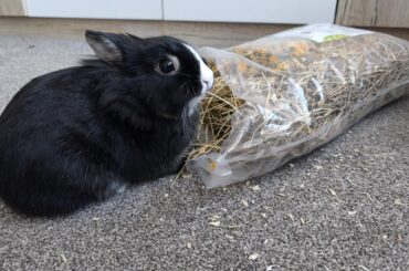 Hay always tastes best straight from the bag