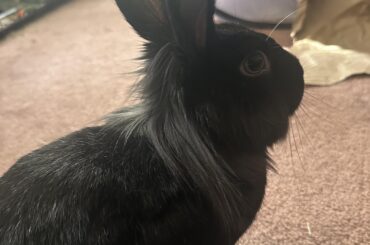 Happy Easter