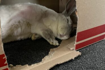 Rabbit Hide House Recommendations