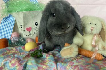 Happy Easter from a grumpy Mooney!