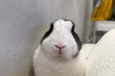 A displeased bunny