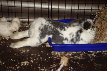 Lola: A Life in "This Is Comfortable, Apparently."