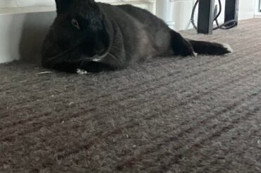 What is my boy