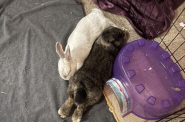 How do I know if these goons like each other?