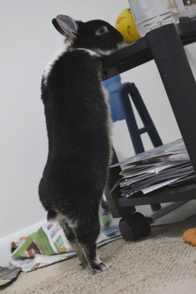 Standing up for her ball