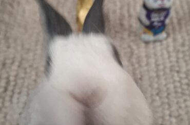 This little guy has just racked up a $3100aud, 4-day stay at the Exotic Pets hospital in Sydney only to come home and eat chocolate OFF HE DINING TABLE. He is an absolute wildling with zero survival instinct.