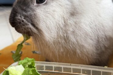 Bunny Problem no1