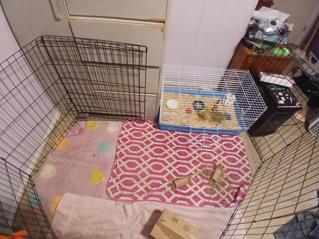 New bunny owner…help needed