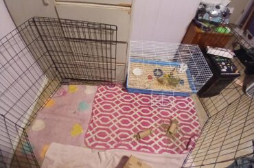 New bunny owner...help needed