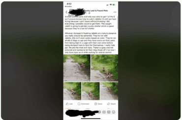 How a Reddit post helped start a new rabbit rescue in Wilmington 🐰❤️