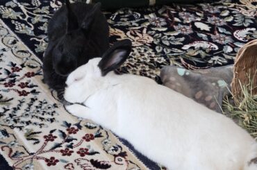 Has anyone's rabbit gotten sick from calcium & oxolates in greens?