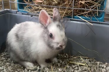 does my bunny know i love her?
