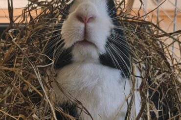 Oh hay there!