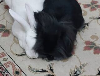 Cuddle monsters