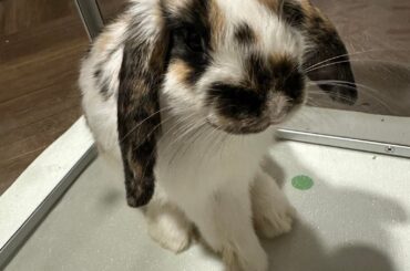 Meet Poopy