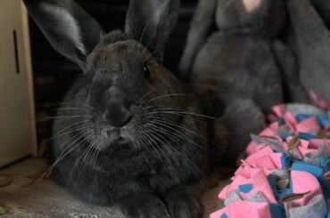 Beaux Bunny and Rabbit.