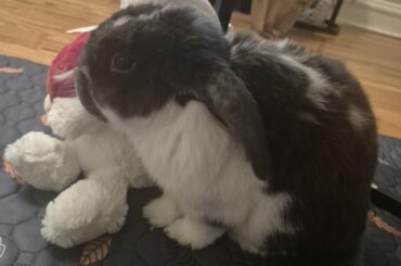 Bunny Stomach advice needed
