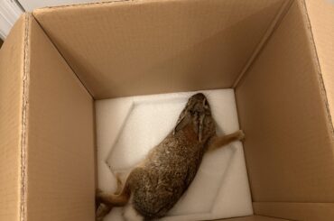 Found wild bunny with 1 or 2 broken back legs, need advice ASAP