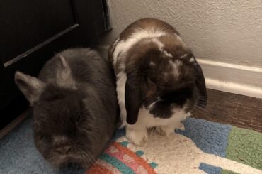 Bonding Advice