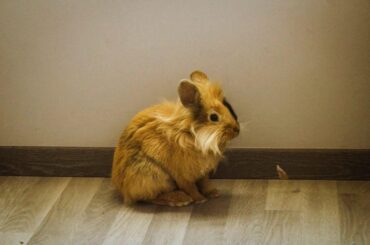 Look at my new bunny!!! Hes a teddy his name is Beethoven