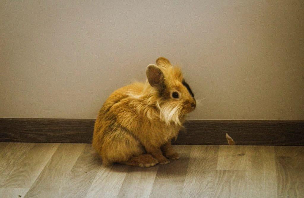 Look at my new bunny!!! Hes a teddy his name is Beethoven