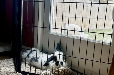 Bunny in Bunny Jail
