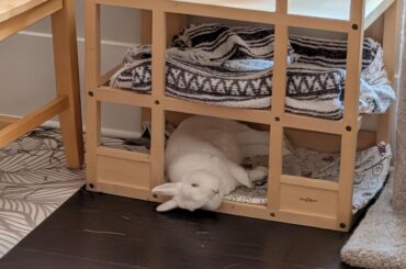 Sleepy bun